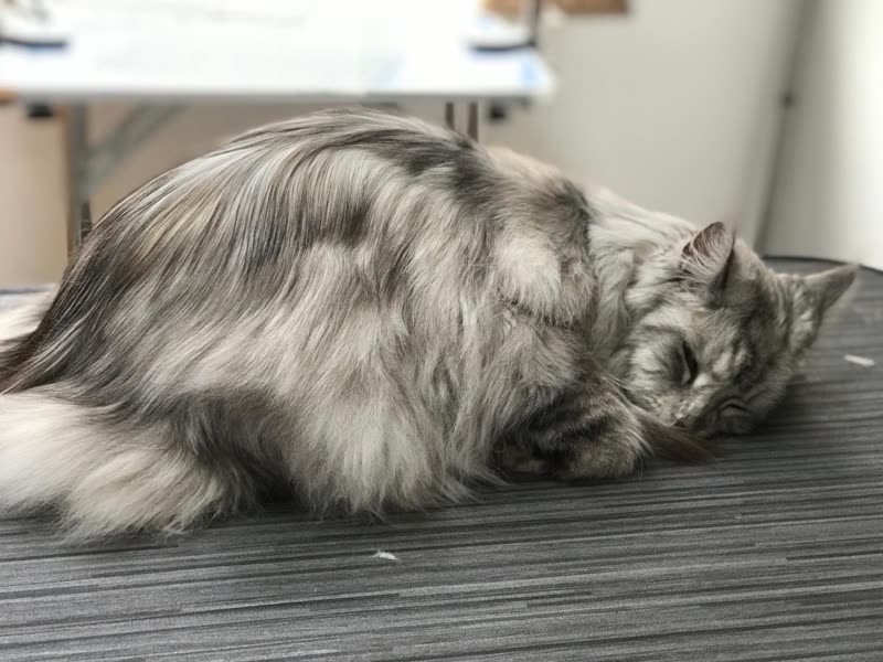 A long-haired silver tabby lying settled and groomed on the salon's grey table top