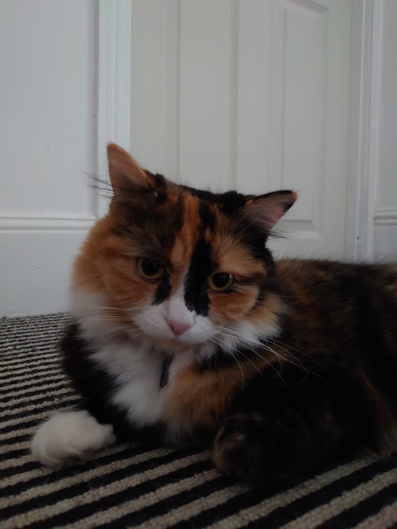A calico long-haired cat on a striped rug, coat brushed out and clean
