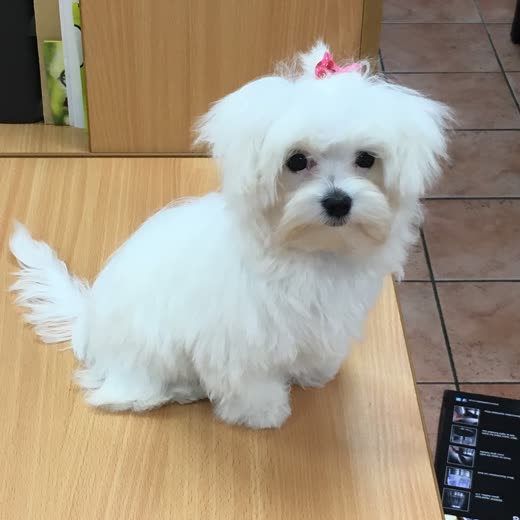 A freshly groomed white Maltese sitting on a wooden counter with a pink bow in its topknot