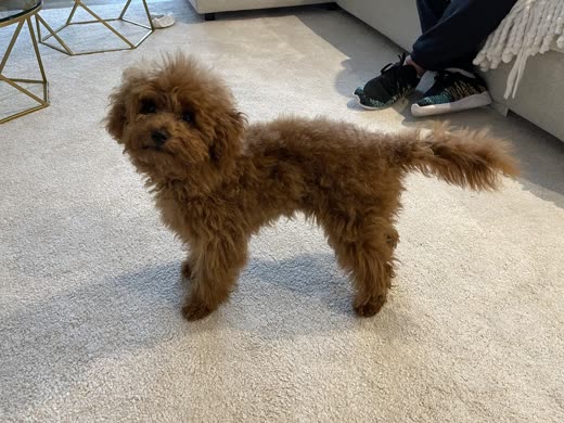 A red toy poodle side-on after a clip, showing the full shape of the trim