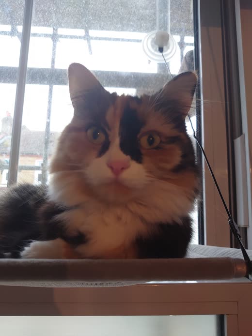 A fluffy tortoiseshell cat sitting on a window perch, looking at the camera