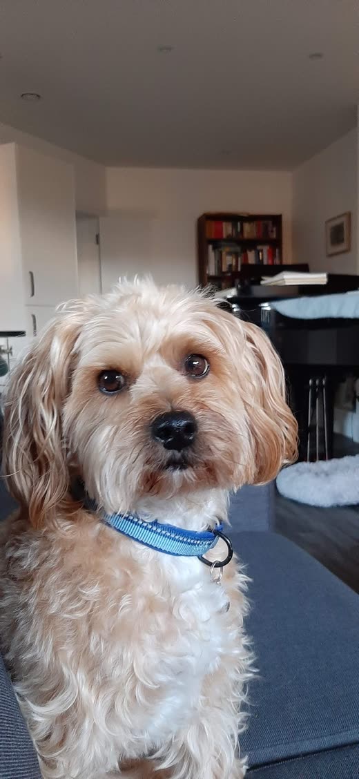 An apricot cockapoo in a blue collar sitting facing the camera after a groom