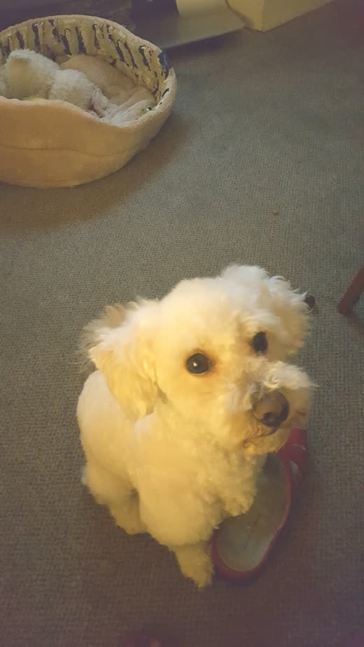 A cream bichon-type puppy looking up at the camera indoors